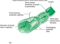Lenf Sıvısı Lenf Dolaşımı Nasıl Gerçekleşir?