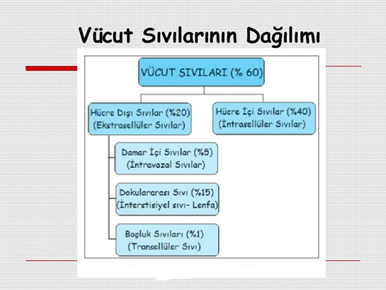 Vücut Sıvıları Özellikleri ve Faydaları Nelerdir?
